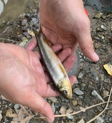 Nipponocypris temminckii