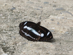 Athyma selenophora