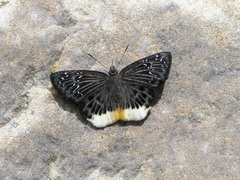 Mooreana trichoneura