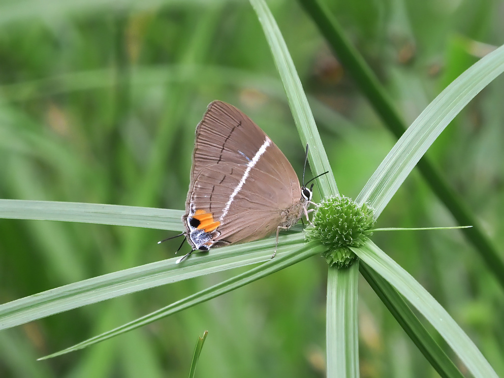Dacalana sinhara