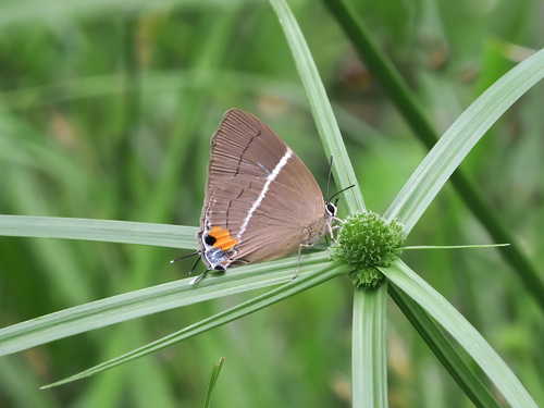 Dacalana sinhara