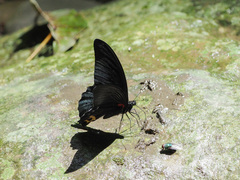 Papilio acheron