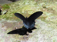 Papilio acheron
