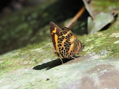 Symbrenthia hypselis