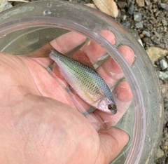 Acheilognathus rhombeus