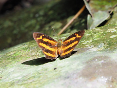 Symbrenthia hypselis