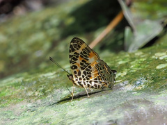 Symbrenthia hypselis