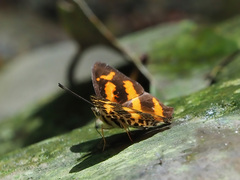 Symbrenthia hypselis