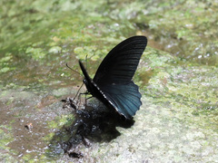 Papilio acheron