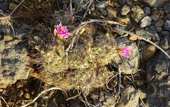 Mammillaria mazatlanensis