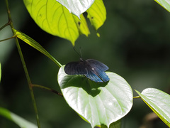 Papilio acheron