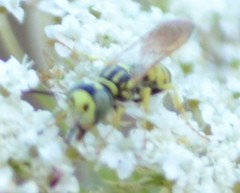 Philanthus multimaculatus