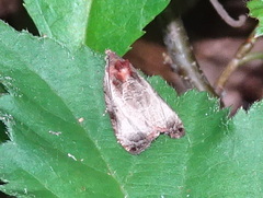 Olethreutes inornatana