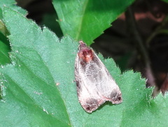 Olethreutes inornatana