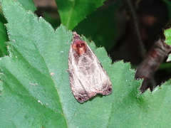 Olethreutes inornatana