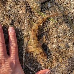 Pseudogobio esocinus