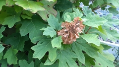 Hydrangea quercifolia