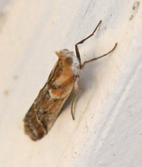 Ancylosis cinnamomella