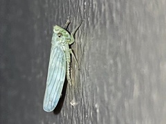 Signoretiinae