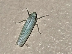 Signoretiinae