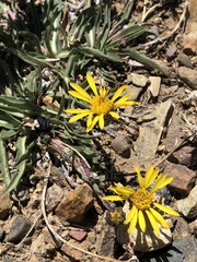 Pyrrocoma apargioides