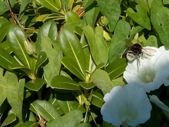 Bombus hortorum