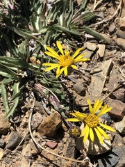 Pyrrocoma apargioides