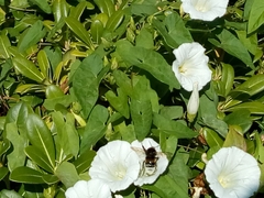 Bombus hortorum