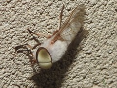 Leucotabanus annulatus