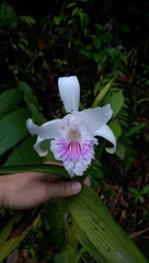 Sobralia rosea
