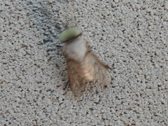 Leucotabanus annulatus