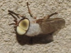 Leucotabanus annulatus