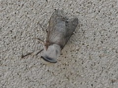 Leucotabanus annulatus