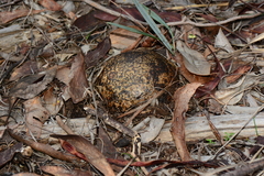 Pisolithus marmoratus