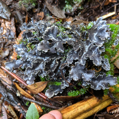 Pseudocyphellaria dissimilis