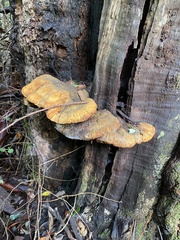 Piptoporus australiensis