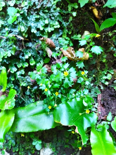 Image of Saxifraga cymbalaria by (c) Анна Кириченко, some rights reserved (CC BY)