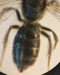 Lasioglossum pauxillum