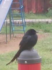 Dicrurus macrocercus