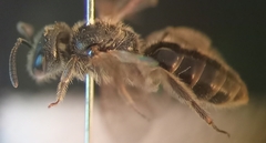 Lasioglossum pauxillum