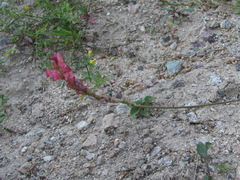 Onobrychis biebersteinii