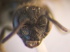 Lasioglossum pauxillum