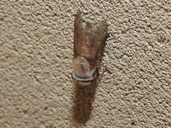 Leucotabanus annulatus