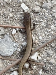 Ablepharus rueppellii