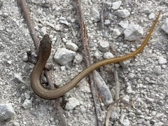 Ablepharus rueppellii