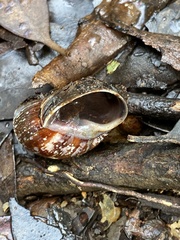 Bothriembryon fuscus