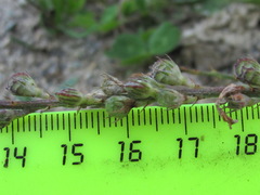 Onobrychis biebersteinii