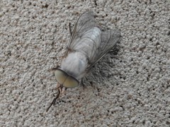 Leucotabanus annulatus