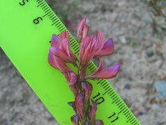 Onobrychis biebersteinii