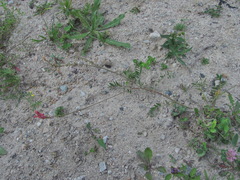 Onobrychis biebersteinii